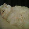 cat, white_cat, fluffy, sleeping, resting, feline, pet, indoor, cozy, fur, animal, cute, relaxed, soft, mammal, domestic_animal, closeup, calm, quiet, portrait
