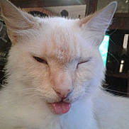Scooter is registered to the contest to win money with this photo: animal, cat, close_up, cozy, cute, domestic_cat, ears, face, feline, funny_expression, fur, home, indoor, mischievous, pet, portrait, relaxed, tongue_out, whiskers, white_cat