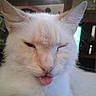 cat, white_cat, tongue_out, indoor, pet, feline, close_up, cute, funny_expression, whiskers, ears, fur, animal, home, cozy, relaxed, face, mischievous, domestic_cat, portrait