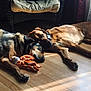 animal, black_dog, brown_dog, chair, cozy, cushion, daylight, dog, floor, home, indoor, pet, pillow, plush_toy, relaxing, resting, sleeping, sunlight, toy, wooden_floor