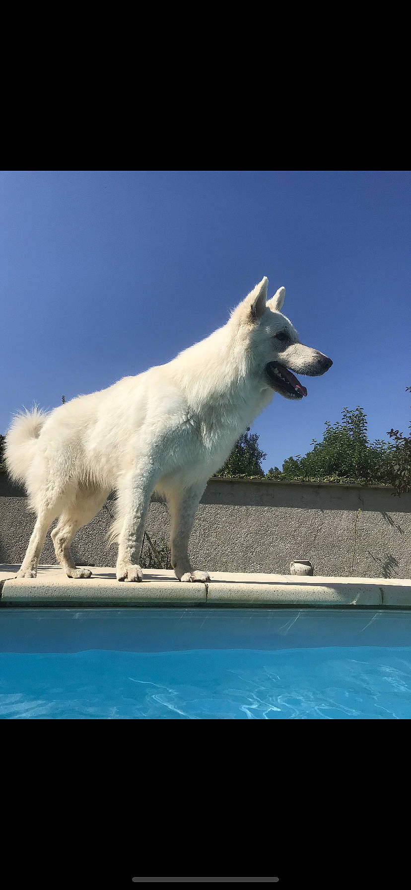 Pacco a rejoint le concours — aidez-le/la à gagner de superbes lots ! ancient_dog_breeds, canidae, carnivore, companion_dog, composite_material, dog, dog_breed, fang, liquid, ocean, rectangle, sky, sporting_group, tail, terrestrial_animal, tree, water, windshield, working_animal