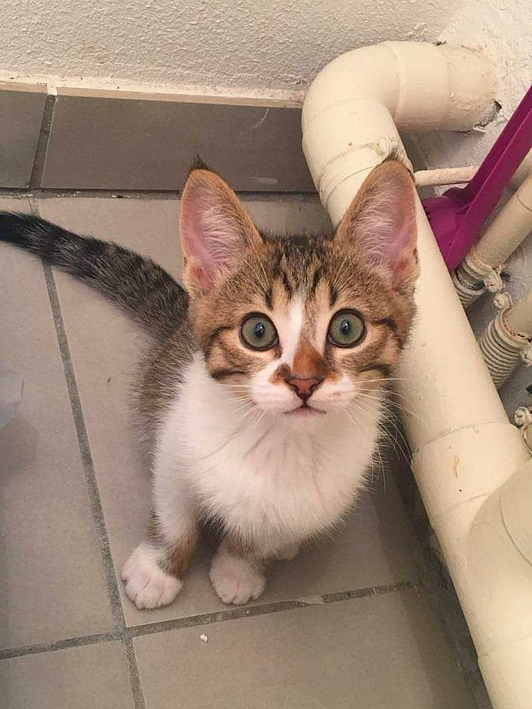 Nala participe au concours pour gagner de l'argent avec cette photo : aegean_cat, american_wirehair, asian, australian_mist, carnivore, cat, domestic_short_haired_cat, dragon_li, european_shorthair, eye, fawn, felidae, kitten, mammal, ojos_azules, singapura, small_to_medium_sized_cats, snapshot, tabby_cat, whiskers