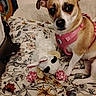 animal, bed, canine, companion, cozy, cute, dog, ears, eyes, floral_bedspread, fur, home, indoor, pet, pink_harness, relaxed, sitting, small_dog, stuffed_animal, toy