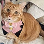 cat, ginger_cat, glasses, pink_bow_tie, collar, pet, indoor, bed, blanket, feline, cute, costume, portrait, sitting, whiskers, fur, domestic_animal, adorable, animal, cozy