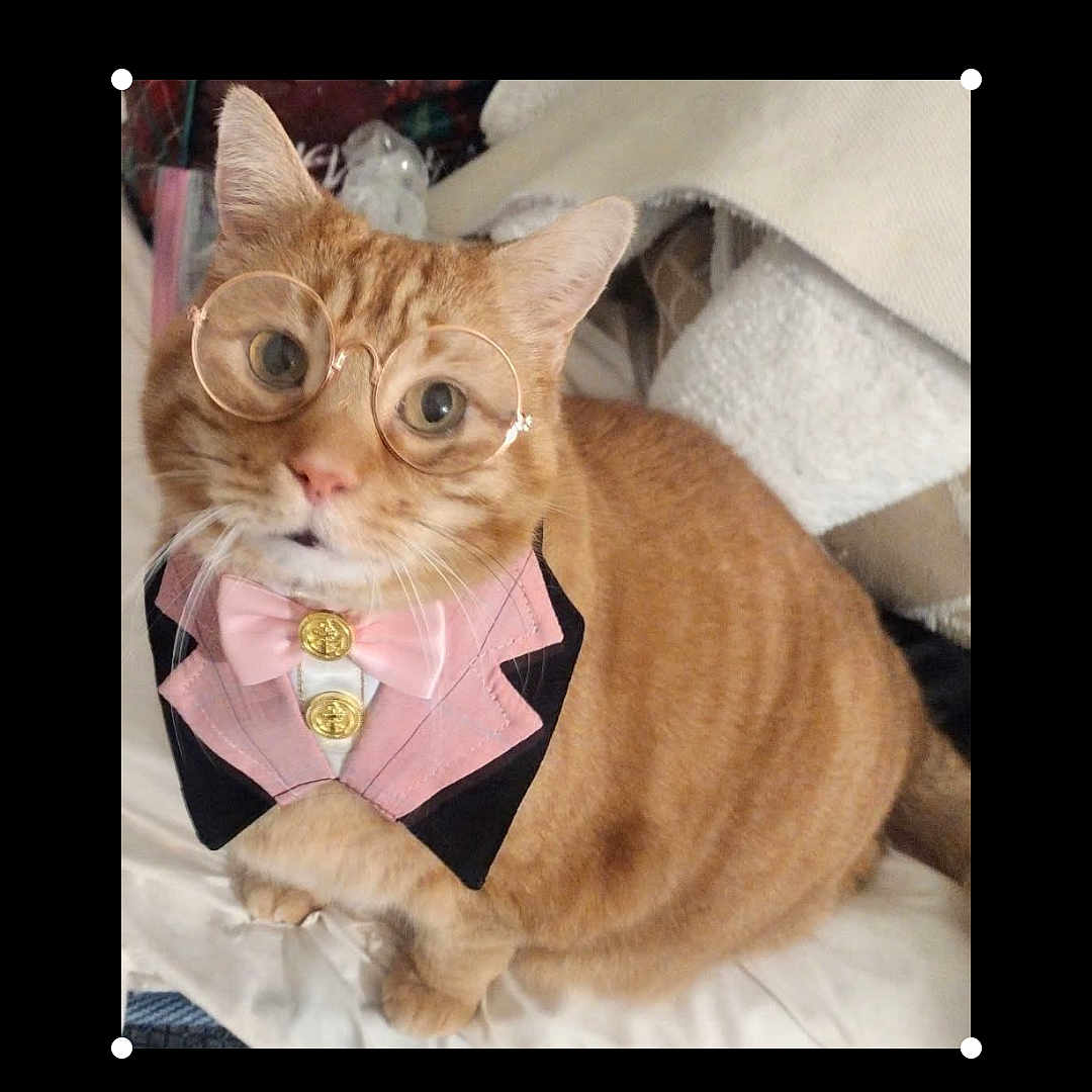 Chavo joined the competition — help win amazing prizes! accessory, bow_tie, cat, close_up, costume, cute, domestic_animal, ears, feline, fur, glasses, gold_buttons, indoor, orange_tabby, pet, pink, portrait, sitting, tuxedo_collar, whiskers