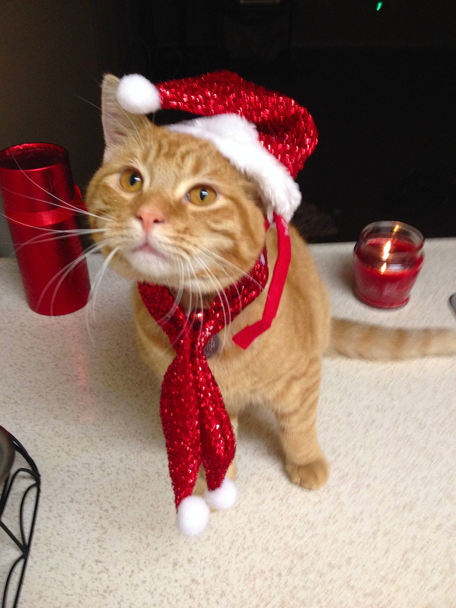 Chavo is registered to the contest to win money with this photo: carnivore, cat, christmas, christmas_decoration, christmas_eve, christmas_ornament, fashion_accessory, fawn, felidae, fictional_character, fur, holiday, kitten, paw, santa_claus, small_to_medium_sized_cats, tabby_cat, tail, whiskers