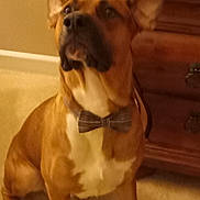 Roscoe joined the competition — help win amazing prizes! animal, attentive, bow_tie, brown, brown_dog, canine, carpet, companion, cute, dog, domestic_animal, dresser, ears, furniture, indoor, mammal, pet, portrait, sitting, white_chest