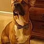 animal, attentive, bow_tie, brown, brown_dog, canine, carpet, companion, cute, dog, domestic_animal, dresser, ears, furniture, indoor, mammal, pet, portrait, sitting, white_chest