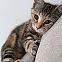 Ava a rejoint le concours — aidez-le/la à gagner de superbes lots ! cat, kitten, tabby, feline, pet, cute, whiskers, ears, paws, soft, couch, indoor, relaxed, closeup, fur, striped, animal, young, resting, curious