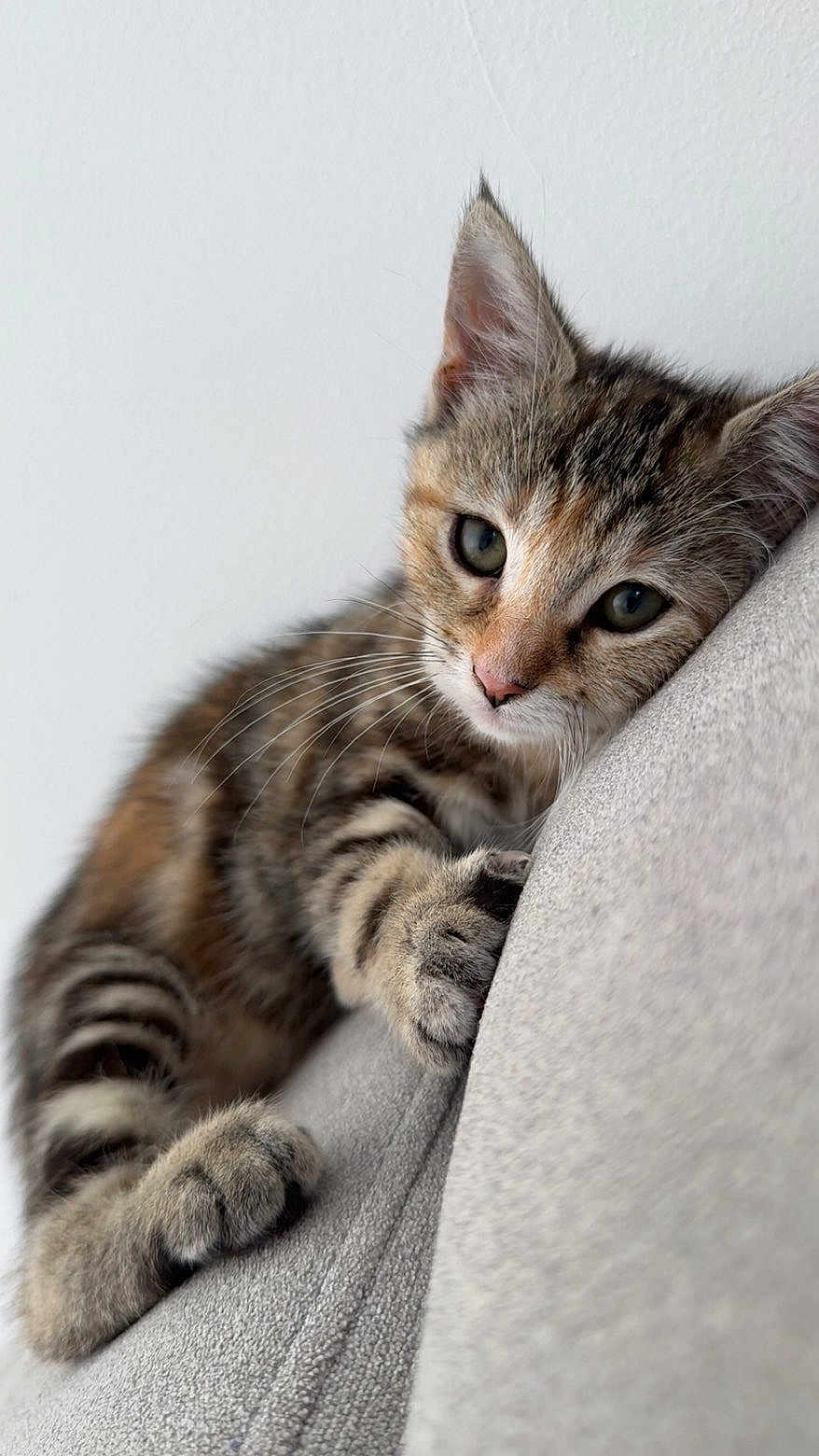 Ava a rejoint le concours — aidez-le/la à gagner de superbes lots ! cat, kitten, tabby, feline, pet, cute, whiskers, ears, paws, soft, couch, indoor, relaxed, closeup, fur, striped, animal, young, resting, curious