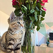 Ava participe au concours pour gagner de l'argent avec cette photo : kitten, cat, tabby, flowers, roses, vase, glass, water, table, indoor, plant_stem, green_leaves, pet, feline, curious, young_animal, decor, colorful, geometric_wall, home
