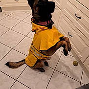 Maya participe au concours pour gagner de l'argent avec cette photo : dog, raincoat, yellow_clothing, indoor, kitchen, tile_floor, white_cabinets, pet, playing, tennis_ball, animal, canine, furniture, flooring, domestic, coat, sitting, hind_legs, collar, household