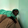 cat, black_cat, hoodie, clothing, indoor, couch, furniture, pet, animal, cozy, relaxed, teal, wall, paw, portrait, feline, cute, resting, home, mammal