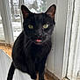 black_cat, cat, pet, animal, windowsill, green_eyes, tongue_out, indoor, window, snow, curious, feline, whiskers, ears, close_up, wood, daylight, cute, mischievous, portrait