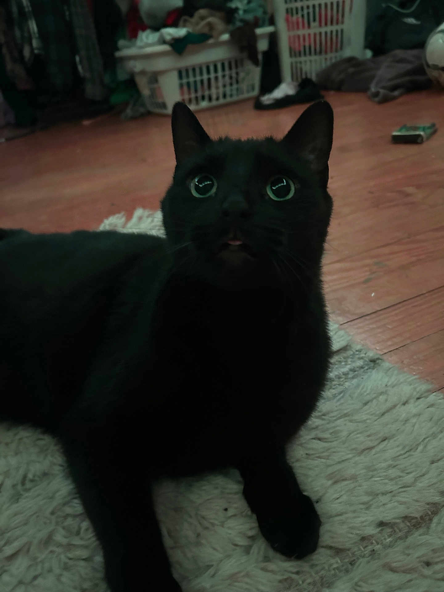 Mama Kitty
