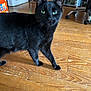 black_cat, cat, indoor, wooden_floor, furniture, toaster_oven, chair, box, pet, animal, walking, green_eyes, close_up, floor, domestic, fur, whiskers, household, curious, home
