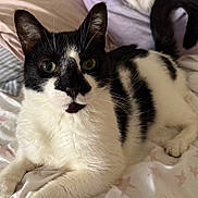 Cowboy is registered to the contest to win money with this photo: cat, tuxedo_cat, feline, pet, black_and_white, bed, bedding, blanket, star_pattern, paw, whiskers, ears, green_eyes, portrait, closeup, indoor, domestic_animal, resting_pose, fur, nose