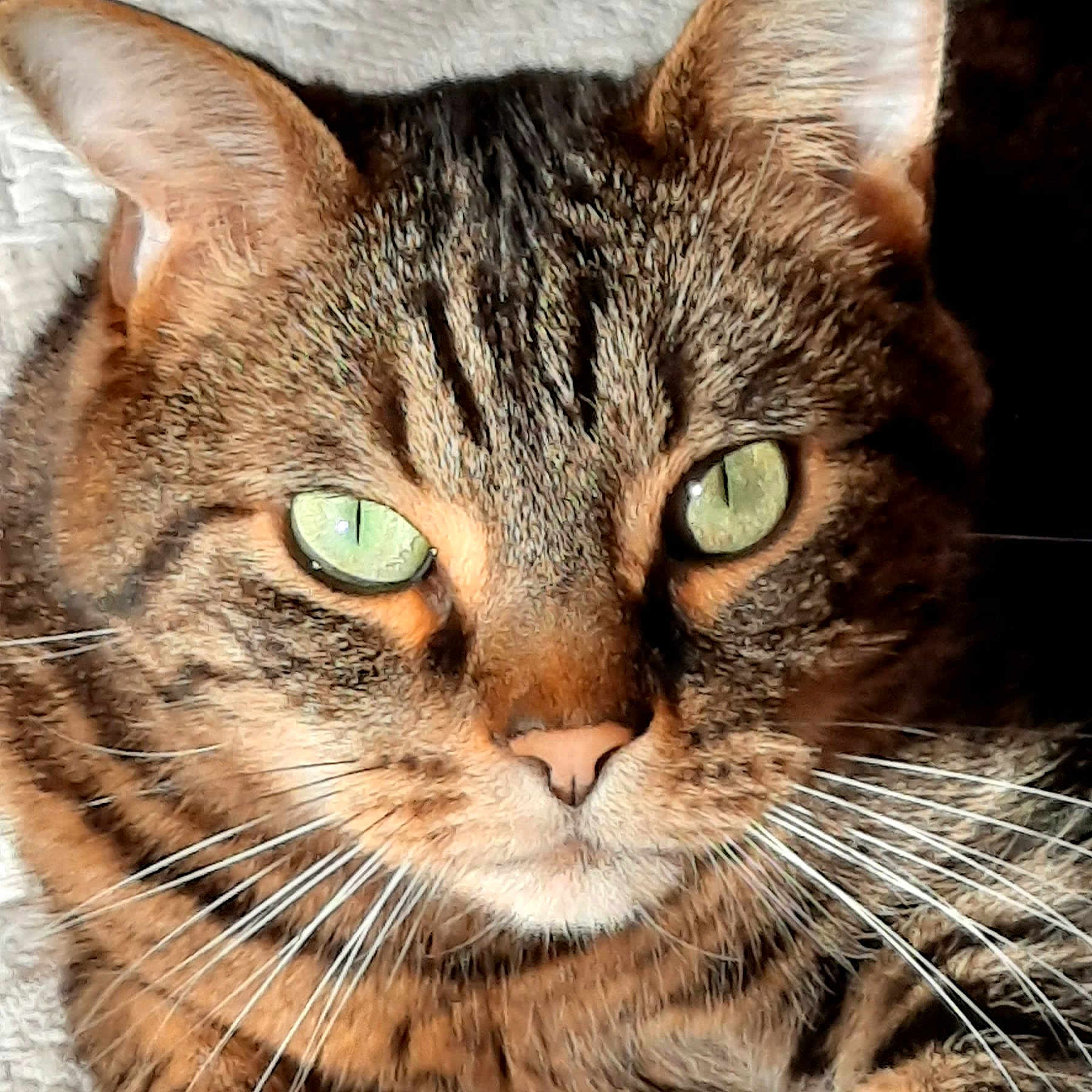 Petit participe au concours pour gagner de l'argent avec cette photo : abyssinian, animal, cat, egyptiancat, kitten, manx, pet