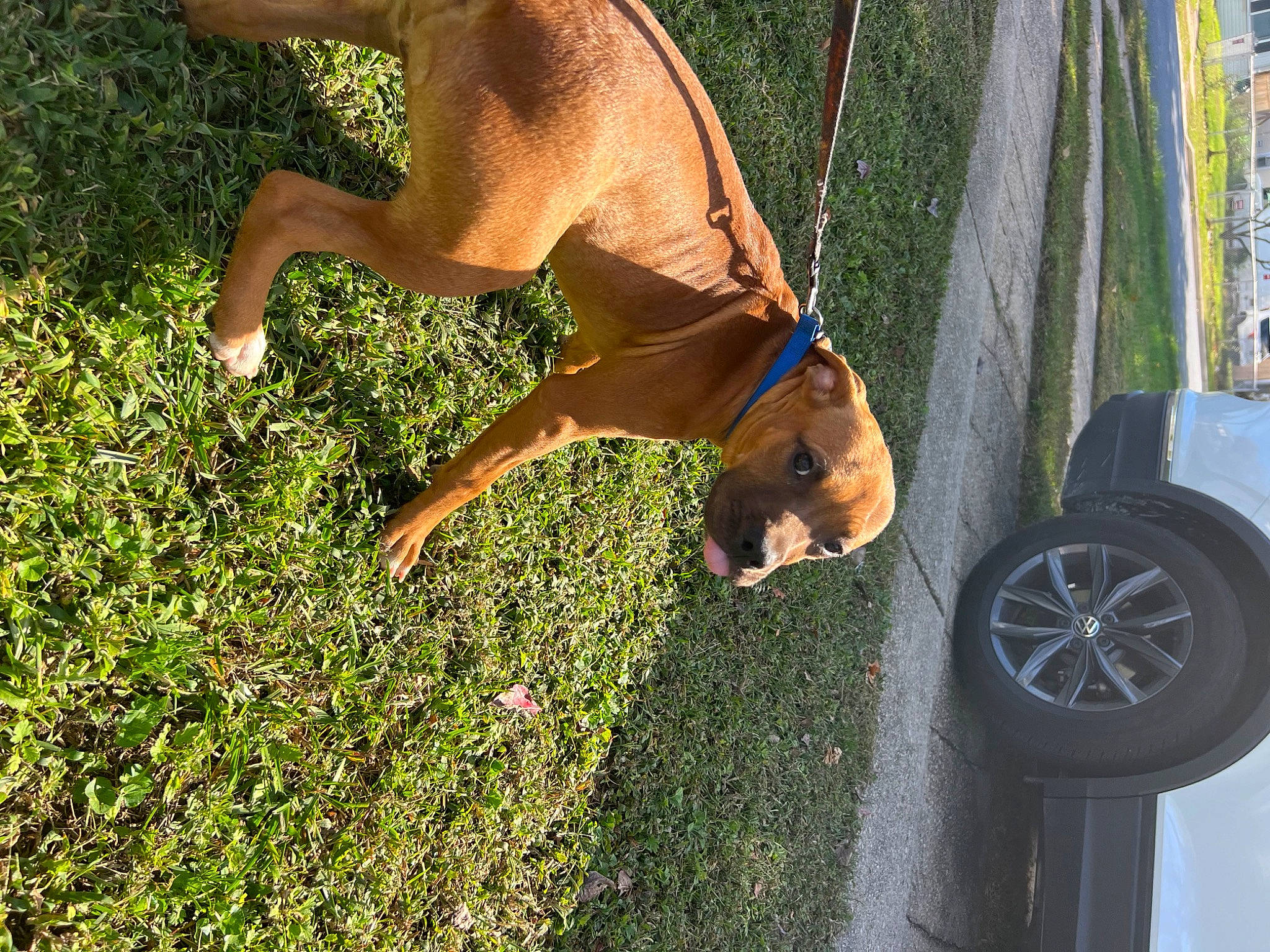 Daidy is registered to the contest to win money with this photo: automotive_tire, car, carnivore, companion_dog, dog, dog_breed, fawn, fender, grass, groundcover, hubcap, human_leg, people_in_nature, plant, tire, tire_care, tread, vehicle, vehicle_door, wheel