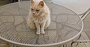 Mittens joined the competition — help win amazing prizes! cat, animal, pet, outdoor, patio, table, metal_mesh, chair, grill, backyard, grass, tree, daylight, fence, house, porch, quiet, resting, fluffy, cream_colored