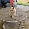 cat, animal, pet, outdoor, patio, table, metal_mesh, chair, grill, backyard, grass, tree, daylight, fence, house, porch, quiet, resting, fluffy, cream_colored