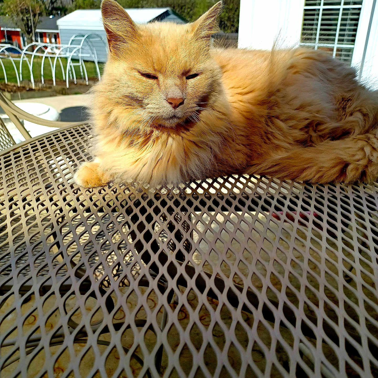 Mittens