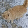 Mittens is registered to the contest to win money with this photo: cat, snow, outdoor, animal, fluffy, beige, paw_prints, concrete, broom, winter, pet, feline, cold, fur, standing, looking, nature, daylight, calm, side_view