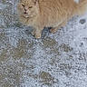 Mittens is registered to the contest to win money with this photo: cat, orange_cat, fluffy, snow, ice, outdoor, animal, pet, feline, winter, cold, paw_prints, broom, fur, looking_up, mouth_open, walking, standing, curious, nature