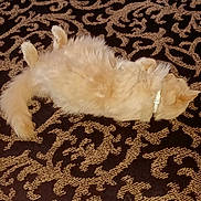 Mittens is registered to the contest to win money with this photo: cat, fluffy, lying_down, carpet, patterned_carpet, indoor, pet, relaxed, sleeping, cream_color, fur, collar, animal, cozy, resting, domestic_cat, soft, cute, whiskers, tail