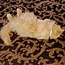 cat, fluffy, lying_down, carpet, patterned_carpet, indoor, pet, relaxed, sleeping, cream_color, fur, collar, animal, cozy, resting, domestic_cat, soft, cute, whiskers, tail