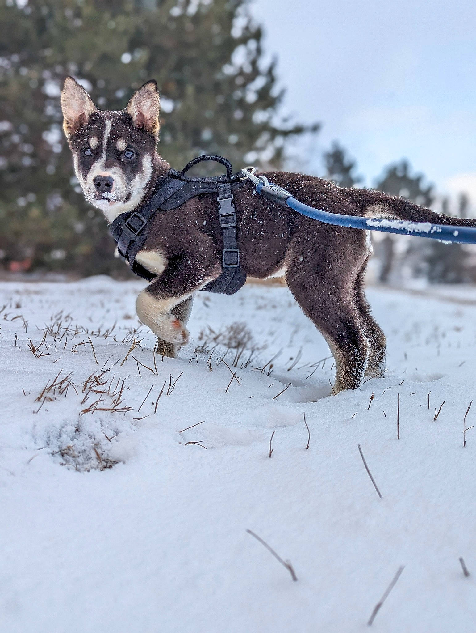Remi is registered to the contest to win money with this photo: canidae, carnivore, collar, companion_dog, dog, dog_breed, dog_clothes, dog_collar, dog_supply, fawn, freezing, leash, pet_supply, sky, snout, snow, sporting_group, tail, winter, working_animal