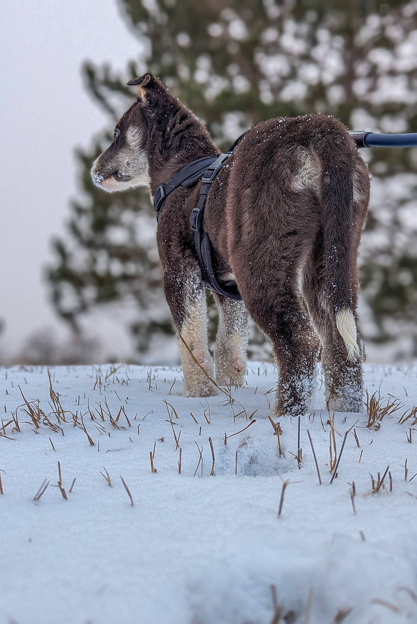 Remi is registered to the contest to win money with this photo: freezing, fur, landscape, liver, livestock, pack_animal, precipitation, sky, slope, snow, tail, terrestrial_animal, tree, twig, wildlife, winter, working_animal