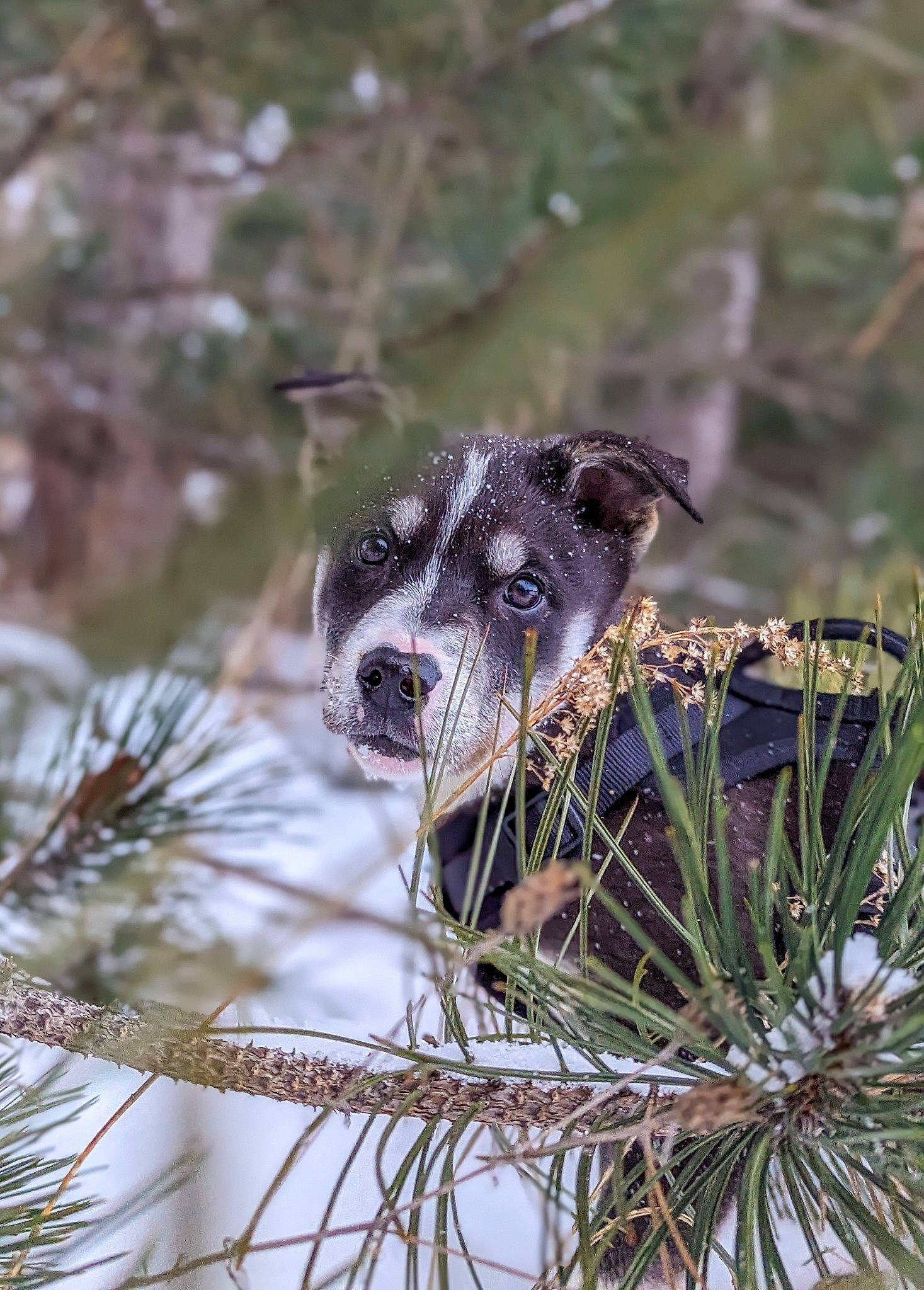 Remi is registered to the contest to win money with this photo: canidae, carnivore, collar, companion_dog, conifer, dog, dog_breed, dog_collar, freezing, fur, grass, plant, snow, terrestrial_animal, tree, twig, whiskers, wildlife, winter, working_animal