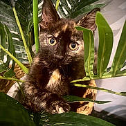 Luna participe au concours pour gagner de l'argent avec cette photo : abyssinian, angora, animal, bird, blackbird, blackcat, brasssection, cat, flower, horn, kitten, leaf, manx, musicalinstrument, pet, plant, pottedplant, siamese, vegetation, wood