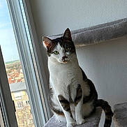 Cookie participe au concours pour gagner de l'argent avec cette photo : cat, tabby_cat, indoor, window, cat_tree, furniture, pet, animal, sitting, green_eyes, curious, plush, gray, white, brown, urban, building, daylight, closeup, portrait