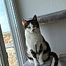 cat, tabby_cat, indoor, window, cat_tree, furniture, pet, animal, sitting, green_eyes, curious, plush, gray, white, brown, urban, building, daylight, closeup, portrait
