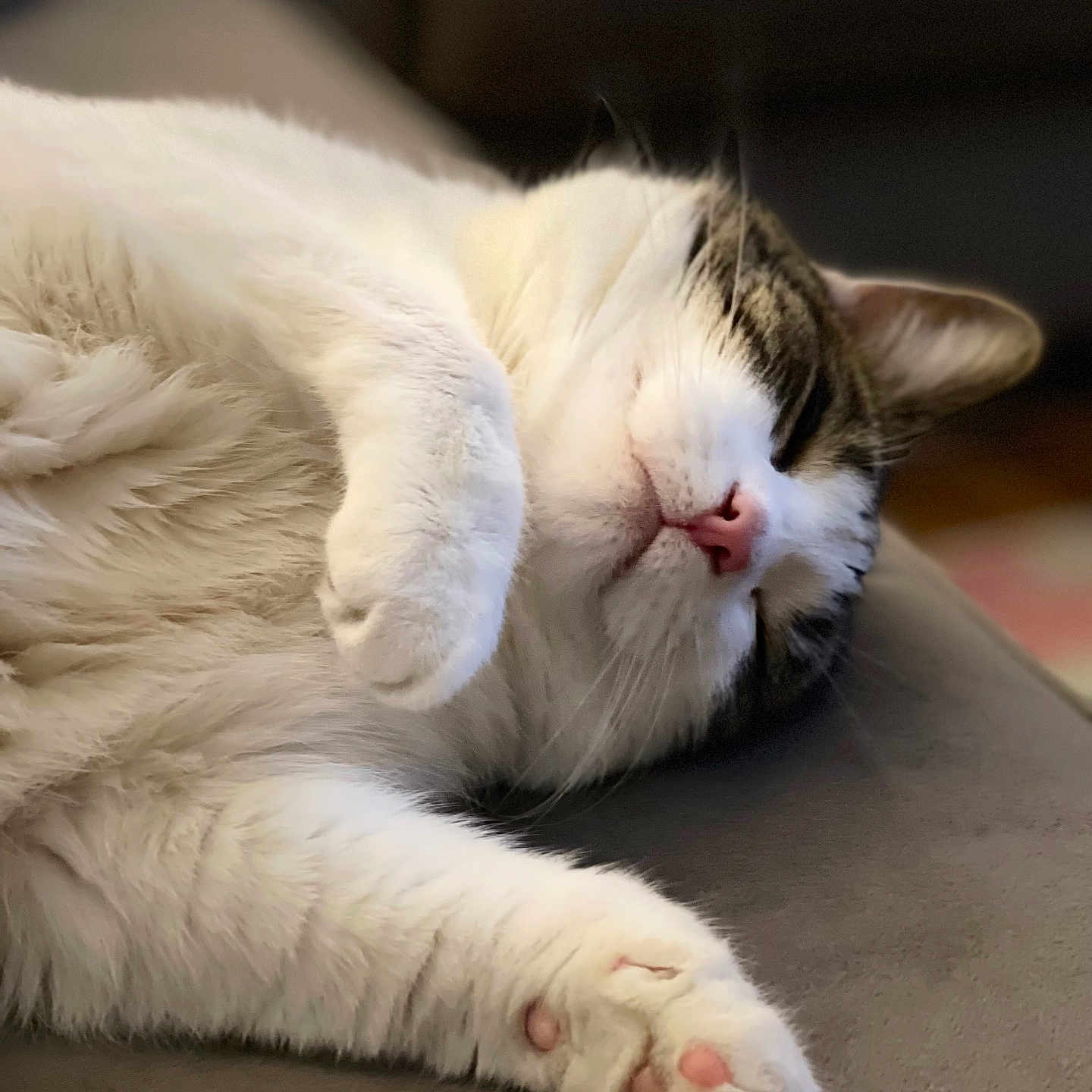 Dellie is registered to the contest to win money with this photo: abyssinian, angora, animal, bodypart, cat, chair, couch, electronics, furniture, hardware, hardwood, indoors, kitten, manx, mouth, person, pet, siamese, sleeping, wood