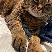 Maize is registered to the contest to win money with this photo: animal, bed, cat, claws, close_up, comfort, cute, domestic, ears, feline, fur, indoor, muzzle, paw, pet, relaxed, resting, sleepy, tabby, whiskers