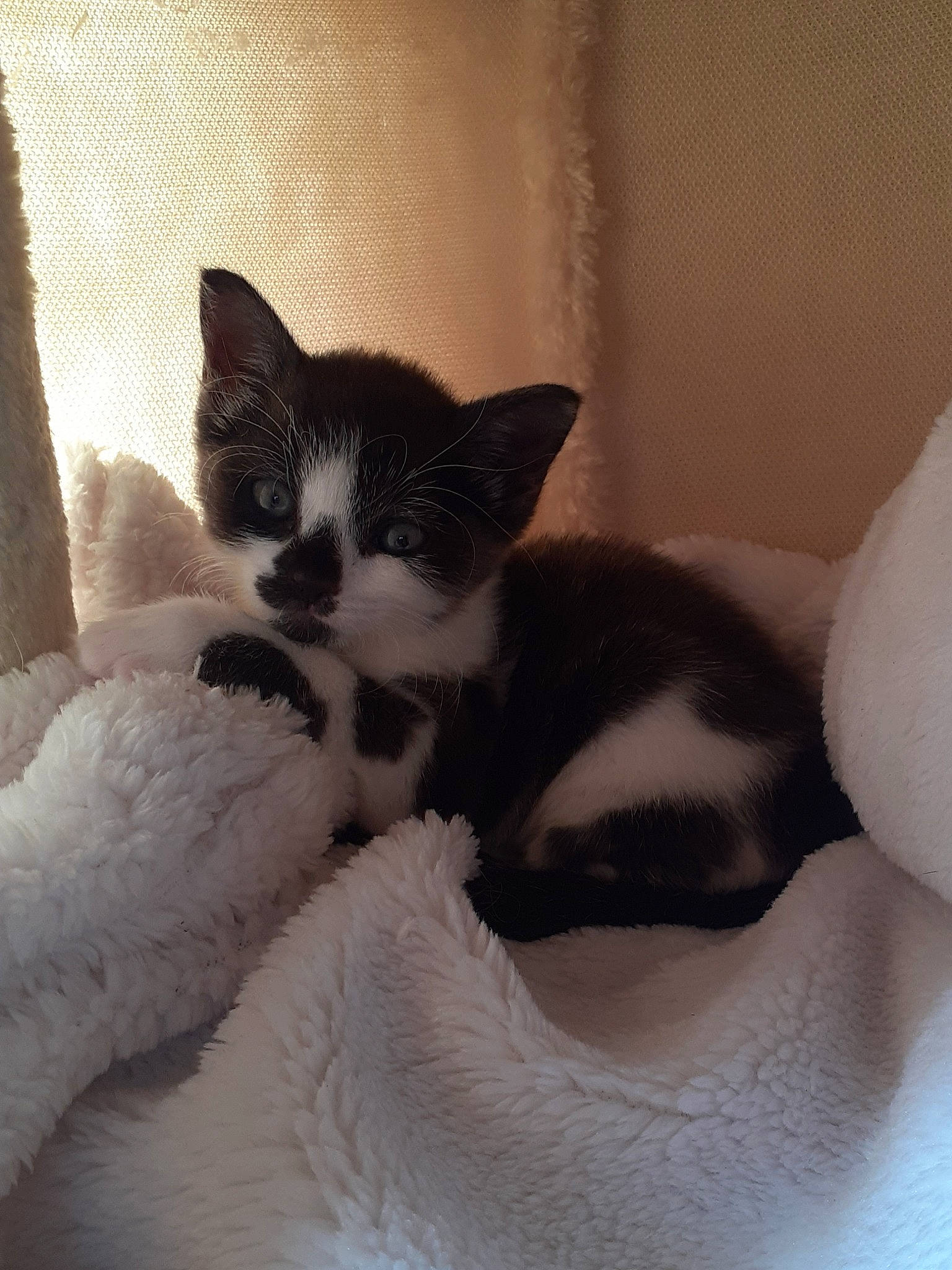 Raven a rejoint le concours — aidez-le/la à gagner de superbes lots ! american_wirehair, asian, black_and_white, carnivore, cat, domestic_short_haired_cat, ear, felidae, fur, german_rex, japanese_bobtail, kitten, mammal, ojos_azules, polydactyl_cat, skin, small_to_medium_sized_cats, tail, whiskers