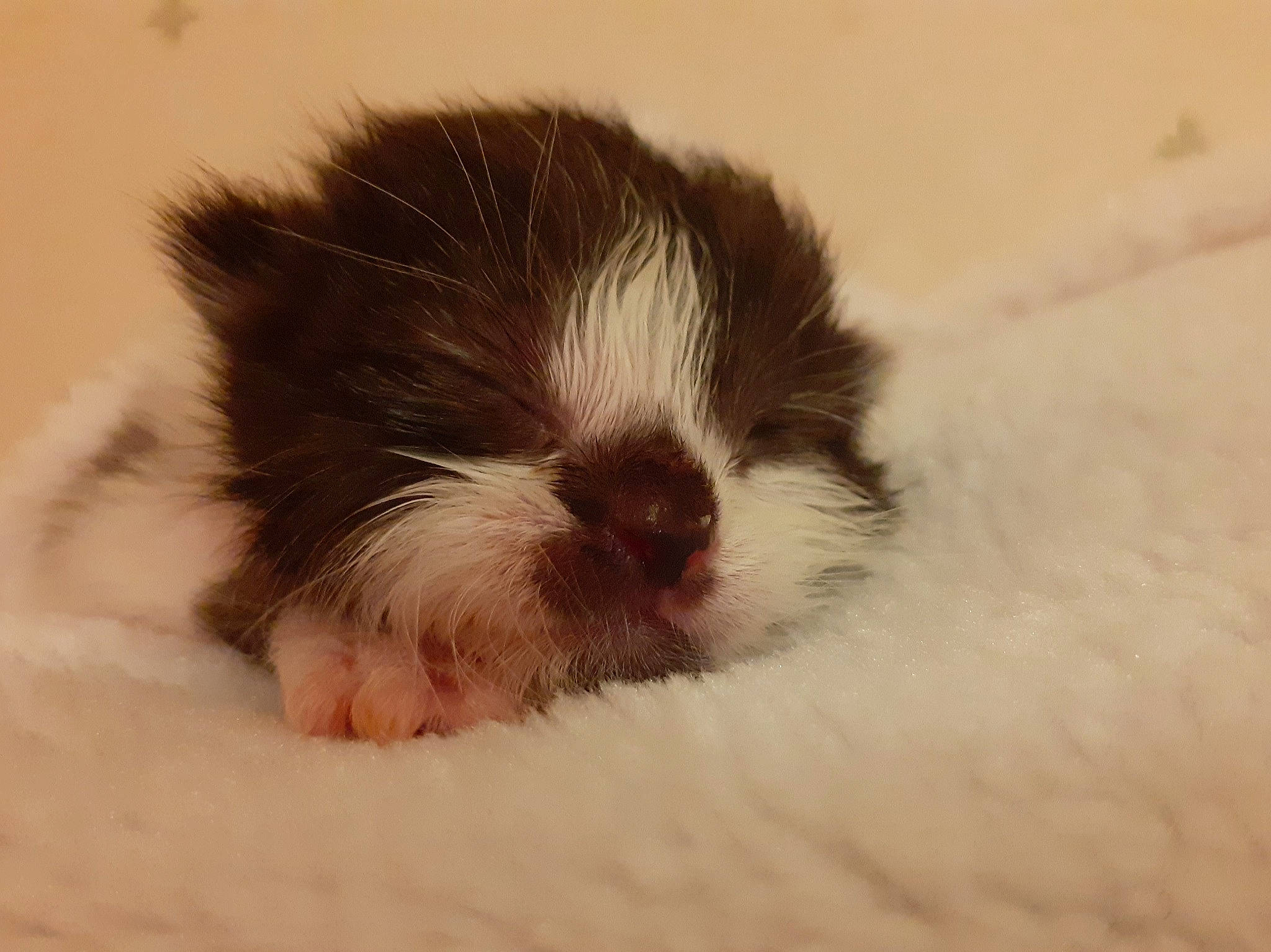 Raven participe au concours pour gagner de l'argent avec cette photo : canidae, carnivore, chinese_imperial_dog, companion_dog, dog_breed, ear, fawn, fur, guinea_pig, japanese_chin, kyi_leo, lhasa_apso, mammal, puppy, shih_tzu, snout, tail, toy_dog, whiskers