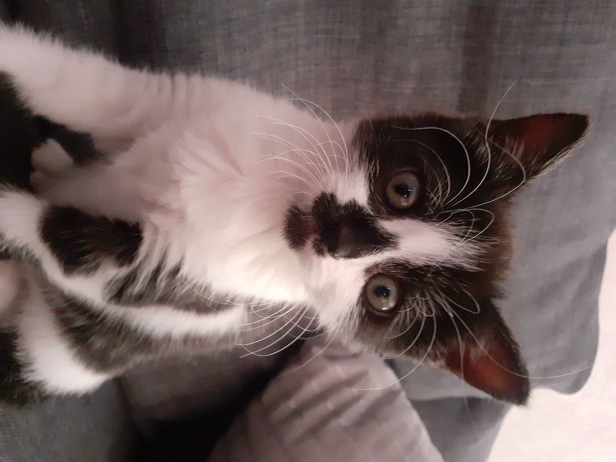 Raven a rejoint le concours — aidez-le/la à gagner de superbes lots ! american_wirehair, asian, carnivore, cat, domestic_short_haired_cat, ear, european_shorthair, eye, felidae, fur, kitten, mammal, nose, paw, polydactyl_cat, small_to_medium_sized_cats, snout, whiskers