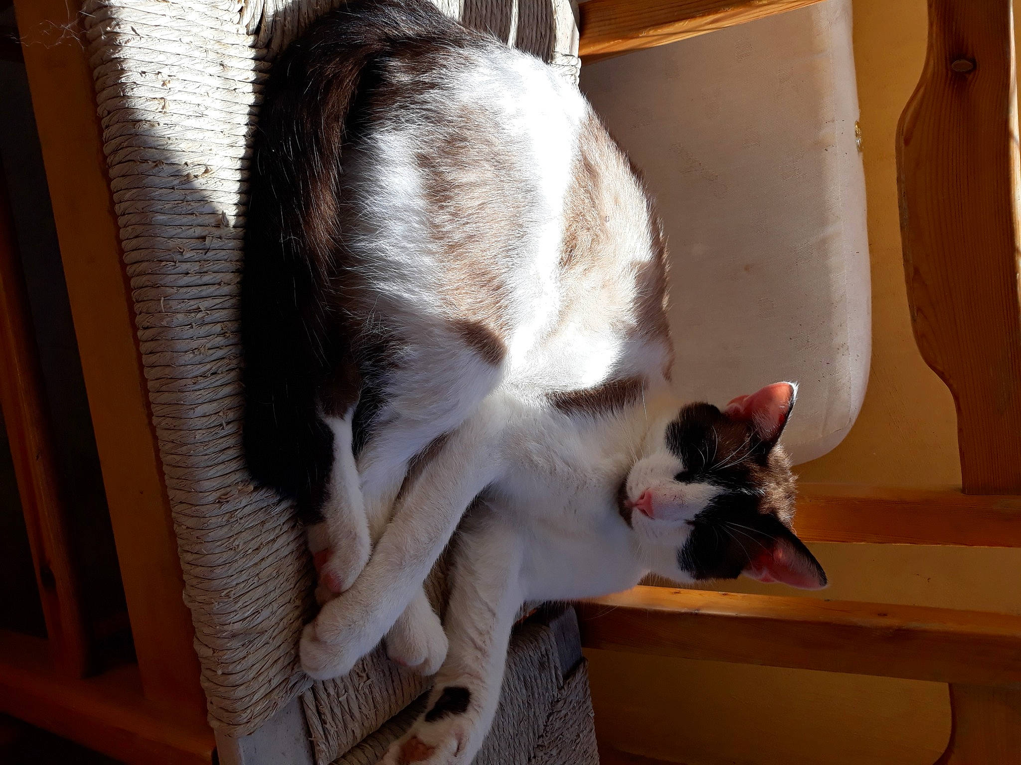 Owenn a rejoint le concours — aidez-le/la à gagner de superbes lots ! carnivore, cat, domestic_short_haired_cat, ear, fawn, felidae, fur, paw, polydactyl_cat, small_to_medium_sized_cats, tail, whiskers