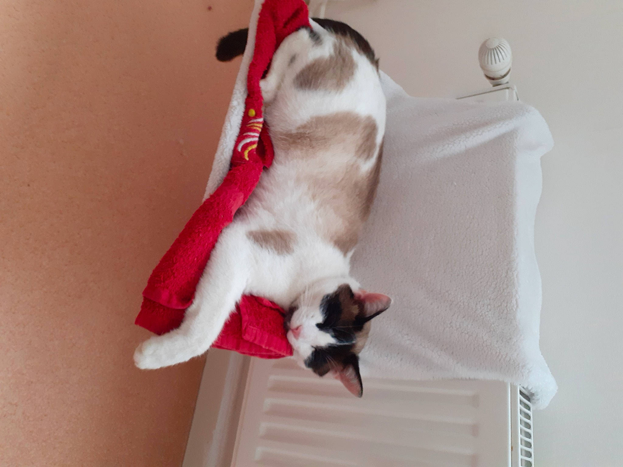 Owenn a rejoint le concours — aidez-le/la à gagner de superbes lots ! balinese, carnivore, cat, domestic_short_haired_cat, fawn, felidae, kitten, oriental_shorthair, paw, polydactyl_cat, ragdoll, small_to_medium_sized_cats, snowshoe, tail, whiskers