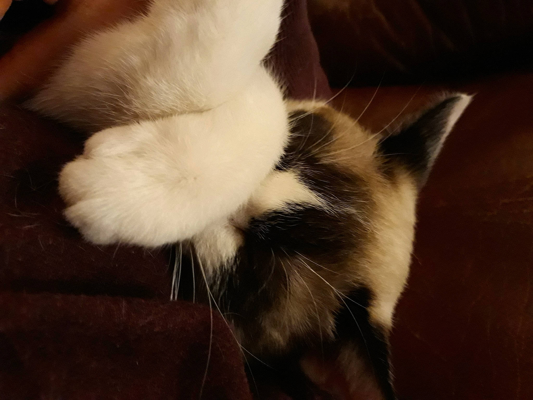 Owenn a rejoint le concours — aidez-le/la à gagner de superbes lots ! black_and_white, carnivore, cat, claw, ear, fawn, felidae, fur, kitten, paw, polydactyl_cat, sky, small_to_medium_sized_cats, tail, whiskers