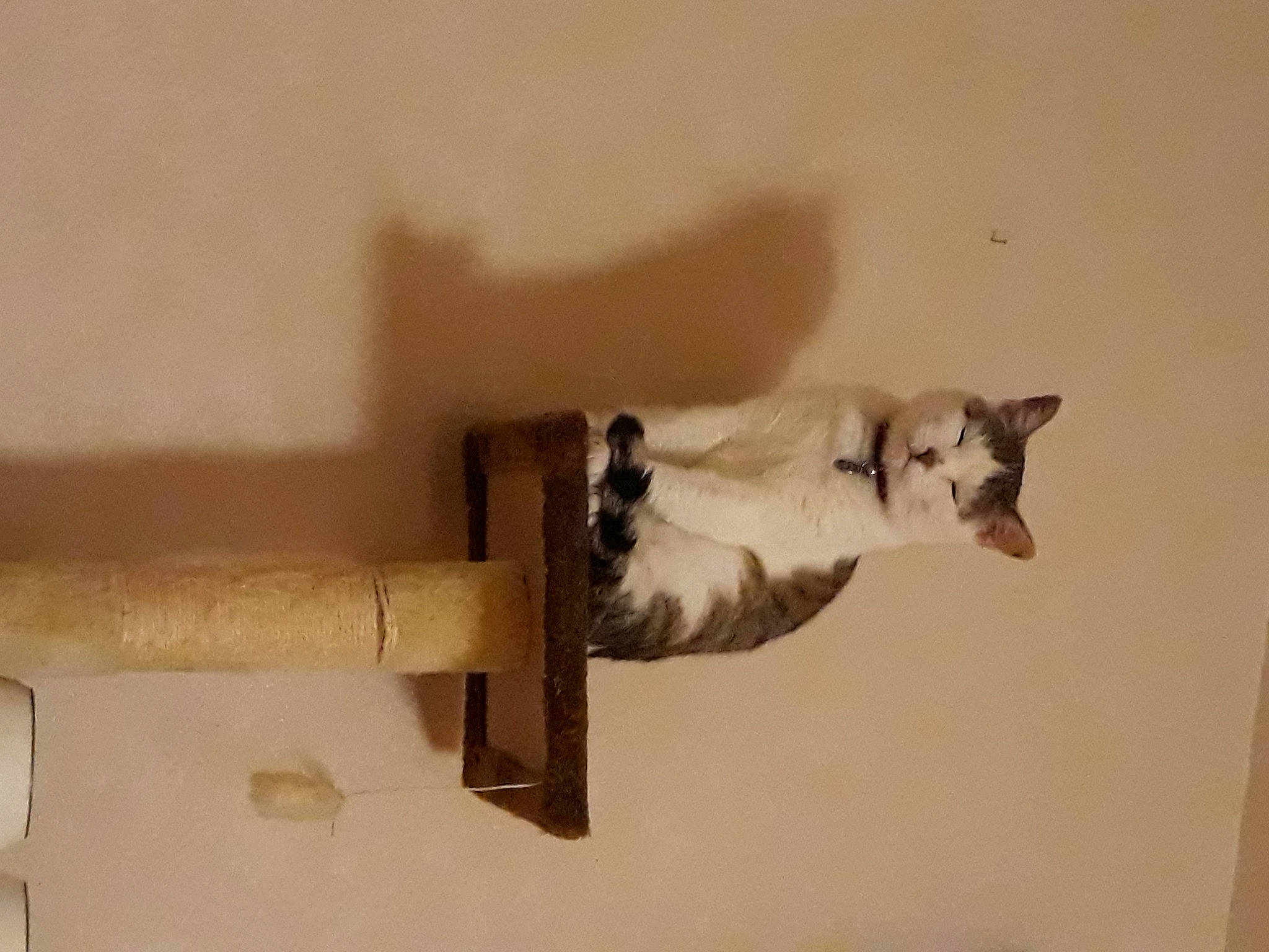 Heavy participe au concours pour gagner de l'argent avec cette photo : balinese, carnivore, cat, felidae, kitten, small_to_medium_sized_cats, tail