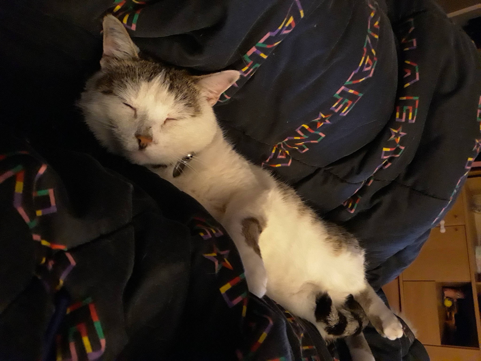 Heavy participe au concours pour gagner de l'argent avec cette photo : aegean_cat, american_wirehair, asian, carnivore, cat, claw, domestic_short_haired_cat, ear, eye, felidae, fur, leg, paw, small_to_medium_sized_cats, snout, tail, whiskers