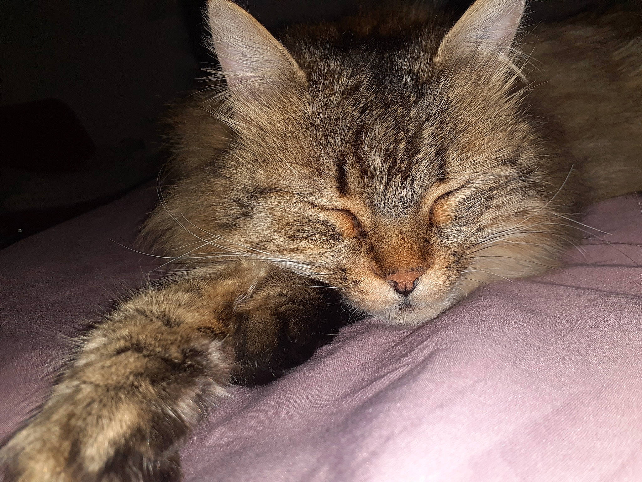 Kiwee participe au concours pour gagner de l'argent avec cette photo : aegean_cat, asian, california_spangled, carnivore, cat, domestic_short_haired_cat, dragon_li, european_shorthair, felidae, fur, kitten, mammal, norwegian_forest_cat, paw, pixie_bob, small_to_medium_sized_cats, snout, tabby_cat, whiskers, wild_cat