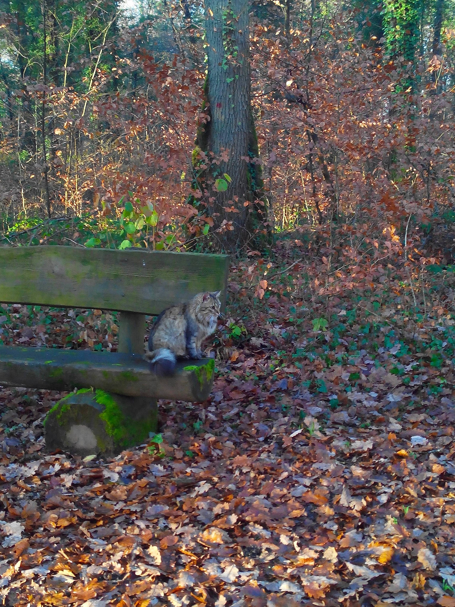 Kiwee participe au concours pour gagner de l'argent avec cette photo : autumn, biome, deciduous, forest, landscape, leaf, nature_reserve, northern_hardwood_forest, plant, state_park, temperate_broadleaf_and_mixed_forest, tree, trunk, woodland