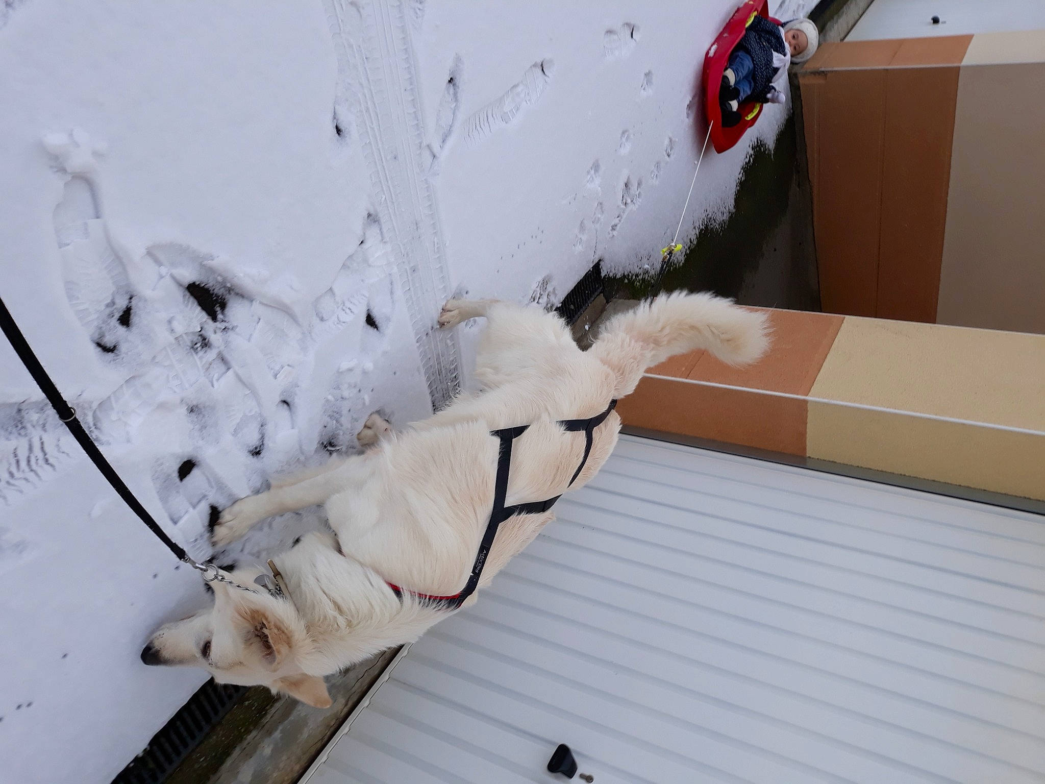 Izack a rejoint le concours — aidez-le/la à gagner de superbes lots ! canidae, wood