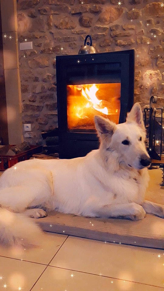 Izack participe au concours pour gagner de l'argent avec cette photo : berger_blanc_suisse, canaan_dog, canidae, carnivore, dog, dog_breed, korean_jindo_dog, pembroke_welsh_corgi, white_shepherd